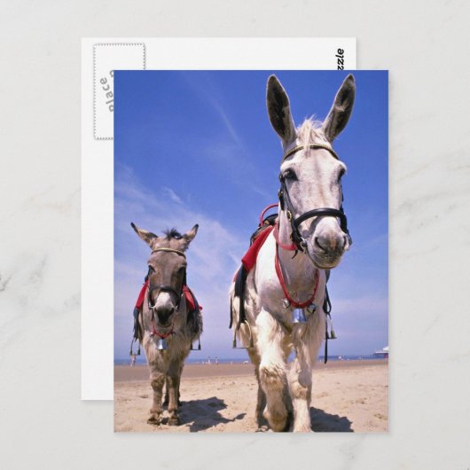 Donkeys, Blackpool Beach, Engeland Briefkaart (Voorkant / Achterkant)