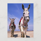 Donkeys, Blackpool Beach, Engeland Briefkaart (Voorkant)