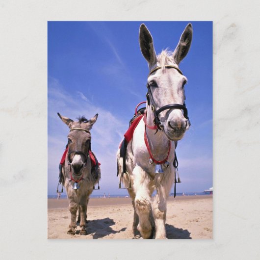 Donkeys, Blackpool Beach, Engeland Briefkaart (Voorkant)