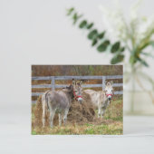 Donkeys Briefkaart (Staand voorkant)