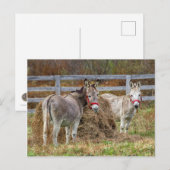 Donkeys Briefkaart (Voorkant / Achterkant)