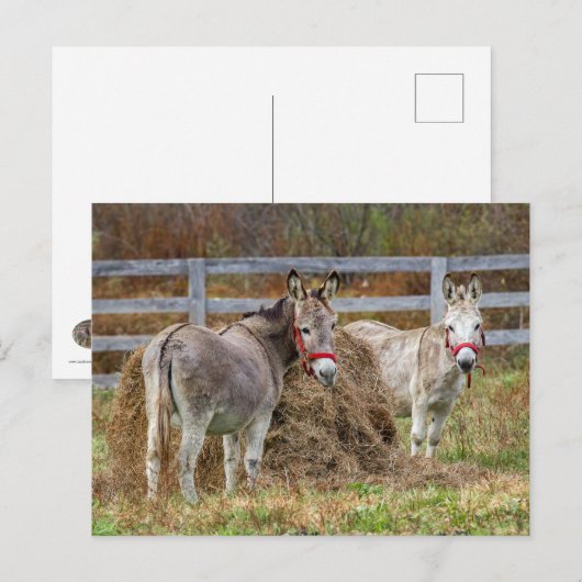 Donkeys Briefkaart (Voorkant / Achterkant)