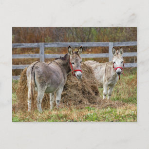 Donkeys Briefkaart