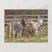 Donkeys Briefkaart (Voorkant)
