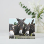 Donkeys Briefkaart (Staand voorkant)