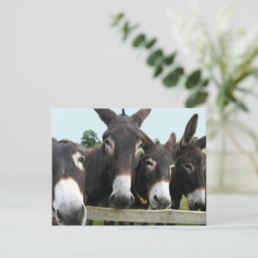 Donkeys Briefkaart (Staand voorkant)
