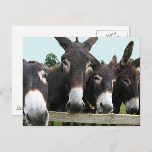 Donkeys Briefkaart (Voorkant / Achterkant)