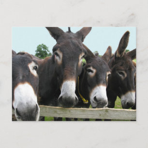 Donkeys Briefkaart