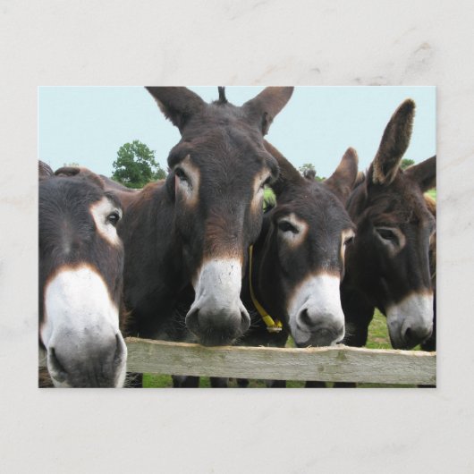 Donkeys Briefkaart (Voorkant)