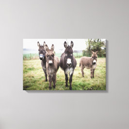 Donkeys Canvas Afdruk