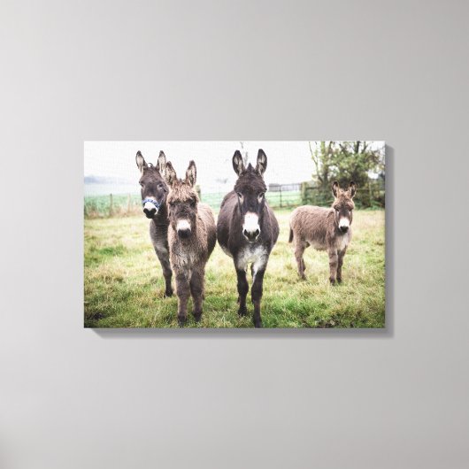 Donkeys Canvas Afdruk (Voorkant)