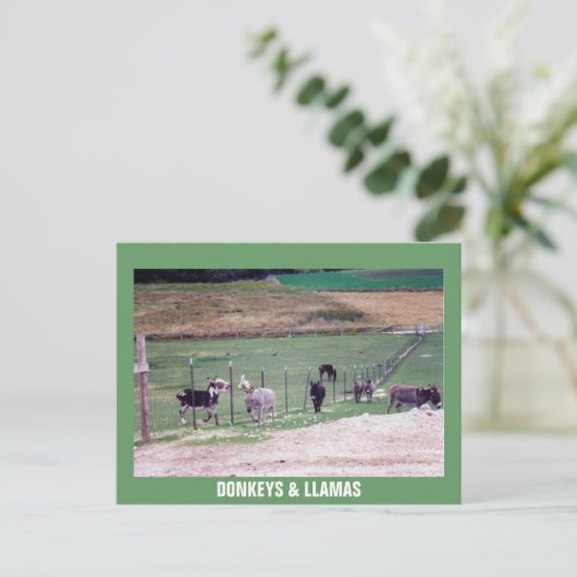 DONKEYS EN LLAMAS BRIEFKAART (Staand voorkant)