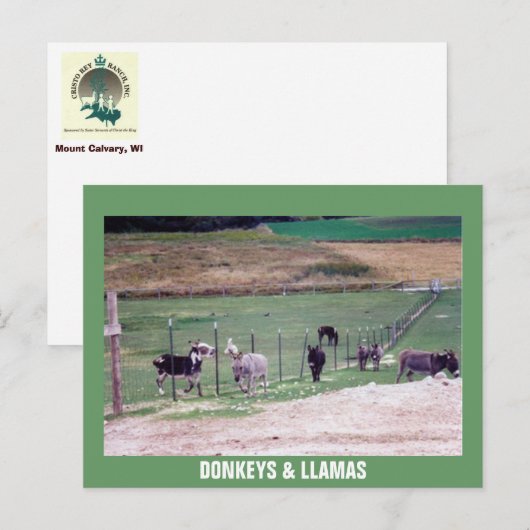 DONKEYS EN LLAMAS BRIEFKAART (Voorkant / Achterkant)