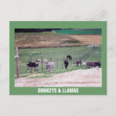 DONKEYS EN LLAMAS BRIEFKAART (Voorkant)
