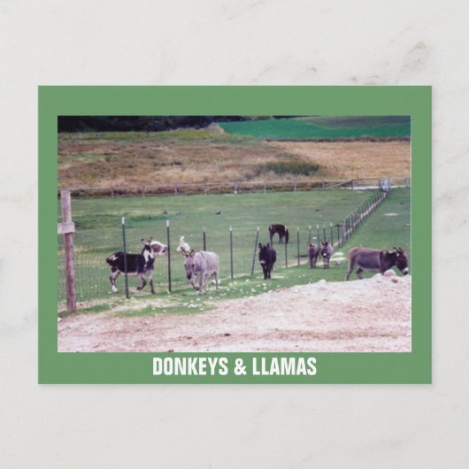 DONKEYS EN LLAMAS BRIEFKAART (Voorkant)