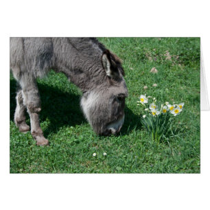 Donkeys eten geen Wilde Daffodils