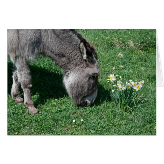 Donkeys eten geen Wilde Daffodils (Voorkant Horizontaal)