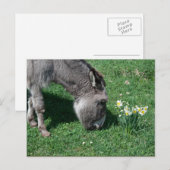 Donkeys eten geen Wilde Daffodils Briefkaart (Voorkant / Achterkant)