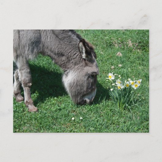 Donkeys eten geen Wilde Daffodils Briefkaart (Voorkant)