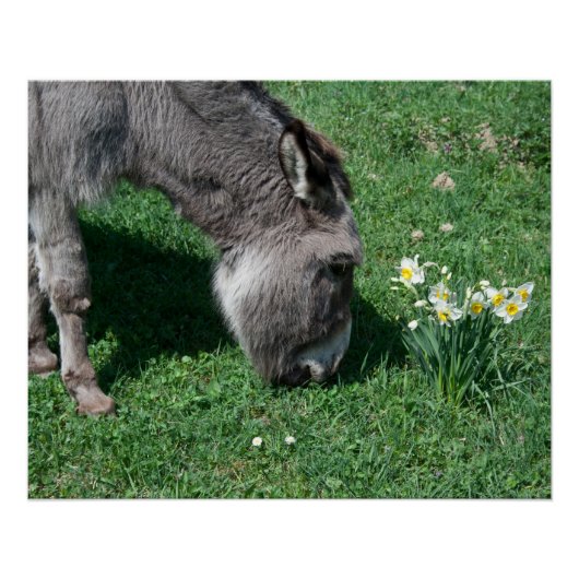 Donkeys eten geen Wilde Daffodils Perfect Poster (Voorkant)