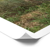 Donkeys Foto Poster (Hoek)