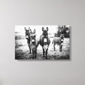 Donkeys in a Field Canvas Afdruk (Voorkant)