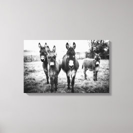 Donkeys in a Field Canvas Afdruk