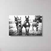 Donkeys in a Field Canvas Afdruk (Voorkant)