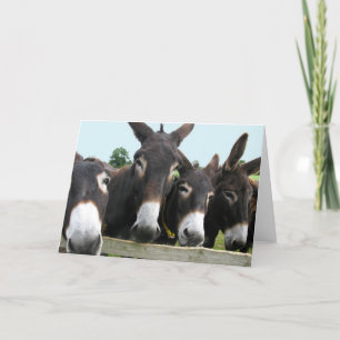 Donkeys Kaart