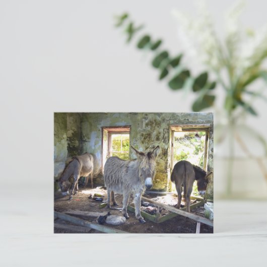 Donkeys of Blasket Briefkaart (Staand voorkant)
