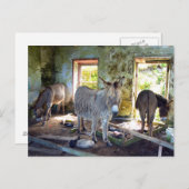 Donkeys of Blasket Briefkaart (Voorkant / Achterkant)