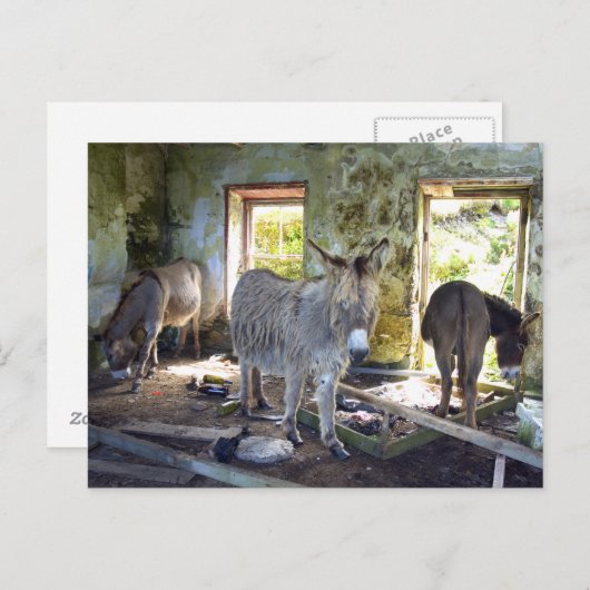 Donkeys of Blasket Briefkaart (Voorkant / Achterkant)