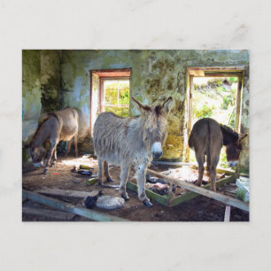 Donkeys of Blasket Briefkaart