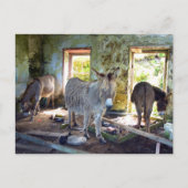 Donkeys of Blasket Briefkaart (Voorkant)