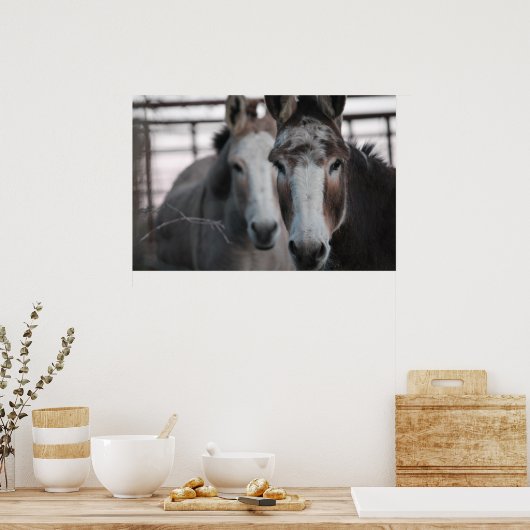 Donkeys Poster (Keuken)