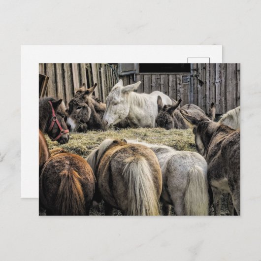 Donkey's van de rondetafelconferentie briefkaart (Voorkant / Achterkant)