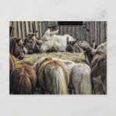 Donkey's van de rondetafelconferentie briefkaart (Voorkant)