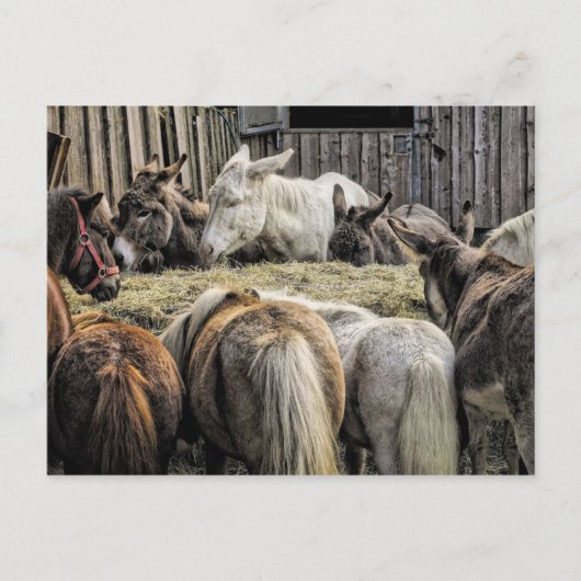 Donkey's van de rondetafelconferentie briefkaart (Voorkant)