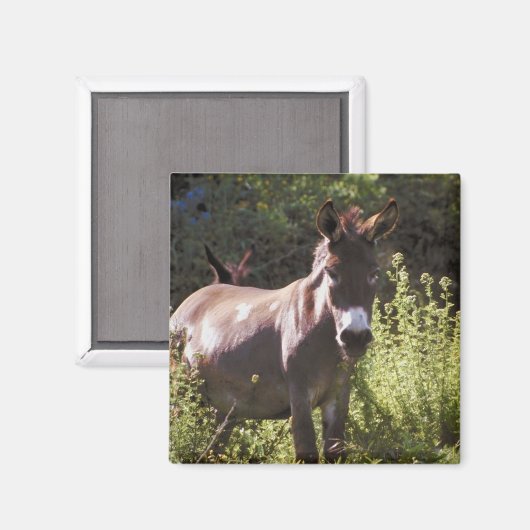 Donkoenen in pasta magneet (Voorkant / Achterkant)