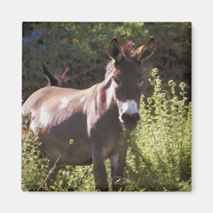 Donkoenen in pasta magneet