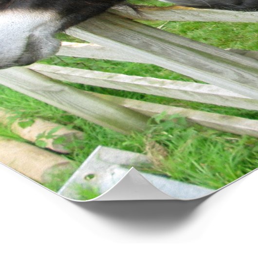 Donkoenen! Poster (Hoek)