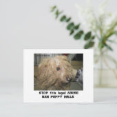 DonnerBichon12-10-08 (42), STOP deze wettelijke AB Briefkaart (Staand voorkant)