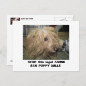 DonnerBichon12-10-08 (42), STOP deze wettelijke AB Briefkaart (Voorkant / Achterkant)