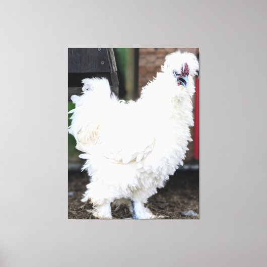 Dons witte kip buiten canvas afdruk (Voorkant)