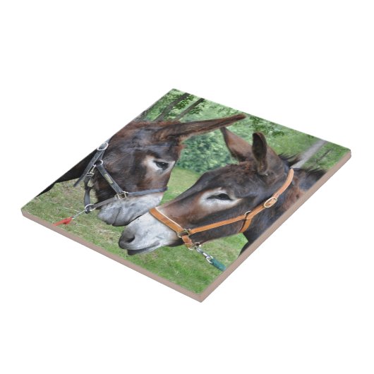 Donsleutels die de neus aanraken tegeltje (Zijkant)