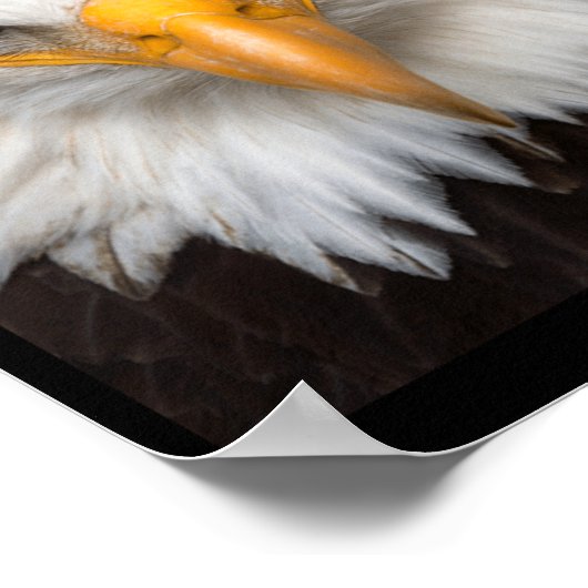 Dont Play With Angry Eagle Poster (Hoek)