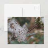 donzige witte paardebloem briefkaart (Voorkant / Achterkant)