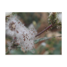 donzige witte paardebloem