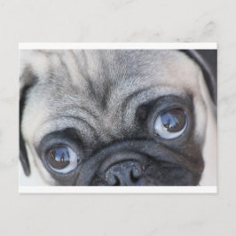 Doobie's ogen briefkaart