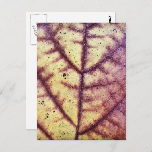 Dood Briefkaart van leder (Voorkant / Achterkant)